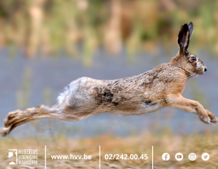 Waakzaamheid voor tularemie (hazenpest) Waakzaamheid voor tularemie (hazenpest)