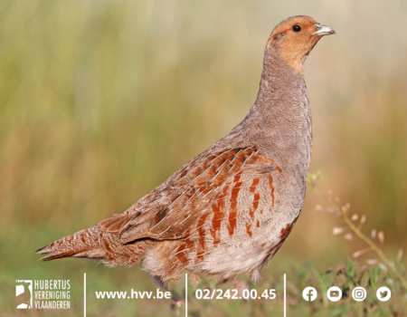 Geen jachtverbod op de patrijs in Vlaanderen Geen jachtverbod op de patrijs in Vlaanderen