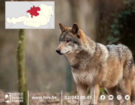 1ste wolf geschoten in Oostenrijk 1ste wolf geschoten in Oostenrijk