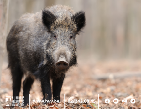 Waalse regering bereikt akkoord over bestrijding en het voederen van everzwijnen Waalse regering bereikt akkoord over bestrijding en het voederen van everzwijnen