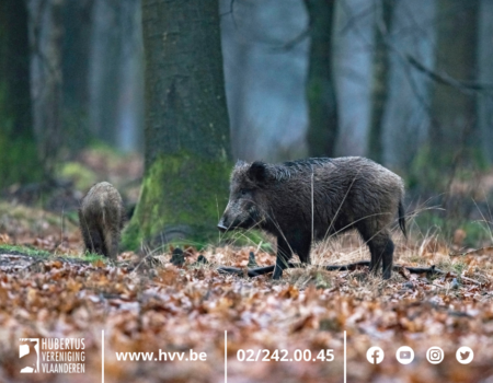 Beheer van everzwijn – meer dan jagen alleen. Beheer van everzwijn – meer dan jagen alleen.