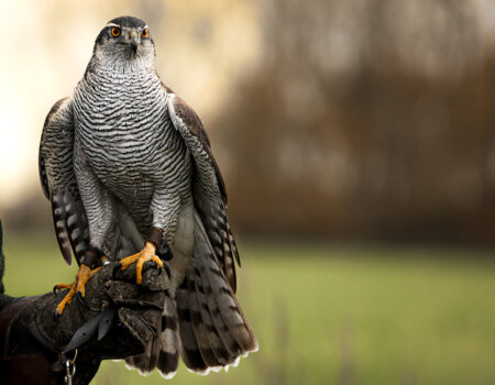 Jagen met roofvogels: een dag in de natuur Jagen met roofvogels: een dag in de natuur