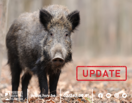 Nieuws uit Wallonië: geen uitbreiding van de jacht op everzwijn Nieuws uit Wallonië: geen uitbreiding van de jacht op everzwijn