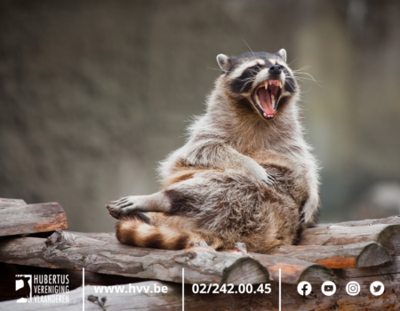 Invasie in Vlaanderen: oproep tot beheer van wasberen Invasie in Vlaanderen: oproep tot beheer van wasberen