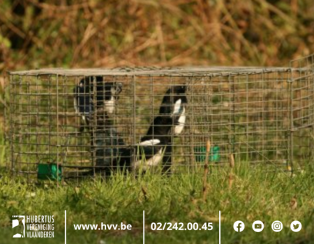Afwijkingsvergunning kraai, kauw en ekster, hoe zit dat nu? Afwijkingsvergunning kraai, kauw en ekster, hoe zit dat nu?