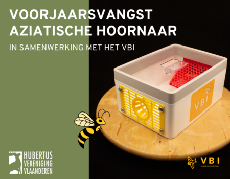 Voorjaarsvangst Aziatische hoornaar Voorjaarsvangst Aziatische hoornaar