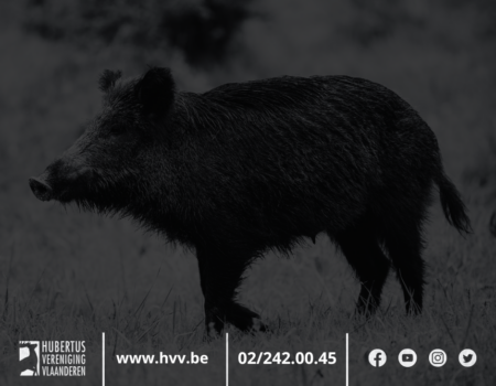 Nieuws uit Wallonië: bestrijding van everzwijnen Nieuws uit Wallonië: bestrijding van everzwijnen