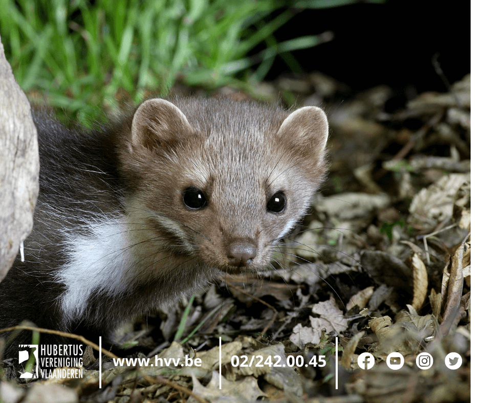 Steenmarter Steenmarter