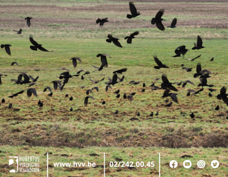 Voortgang in dossiers afwijkingsvergunning bestrijding kraaiachtigen Voortgang in dossiers afwijkingsvergunning bestrijding kraaiachtigen